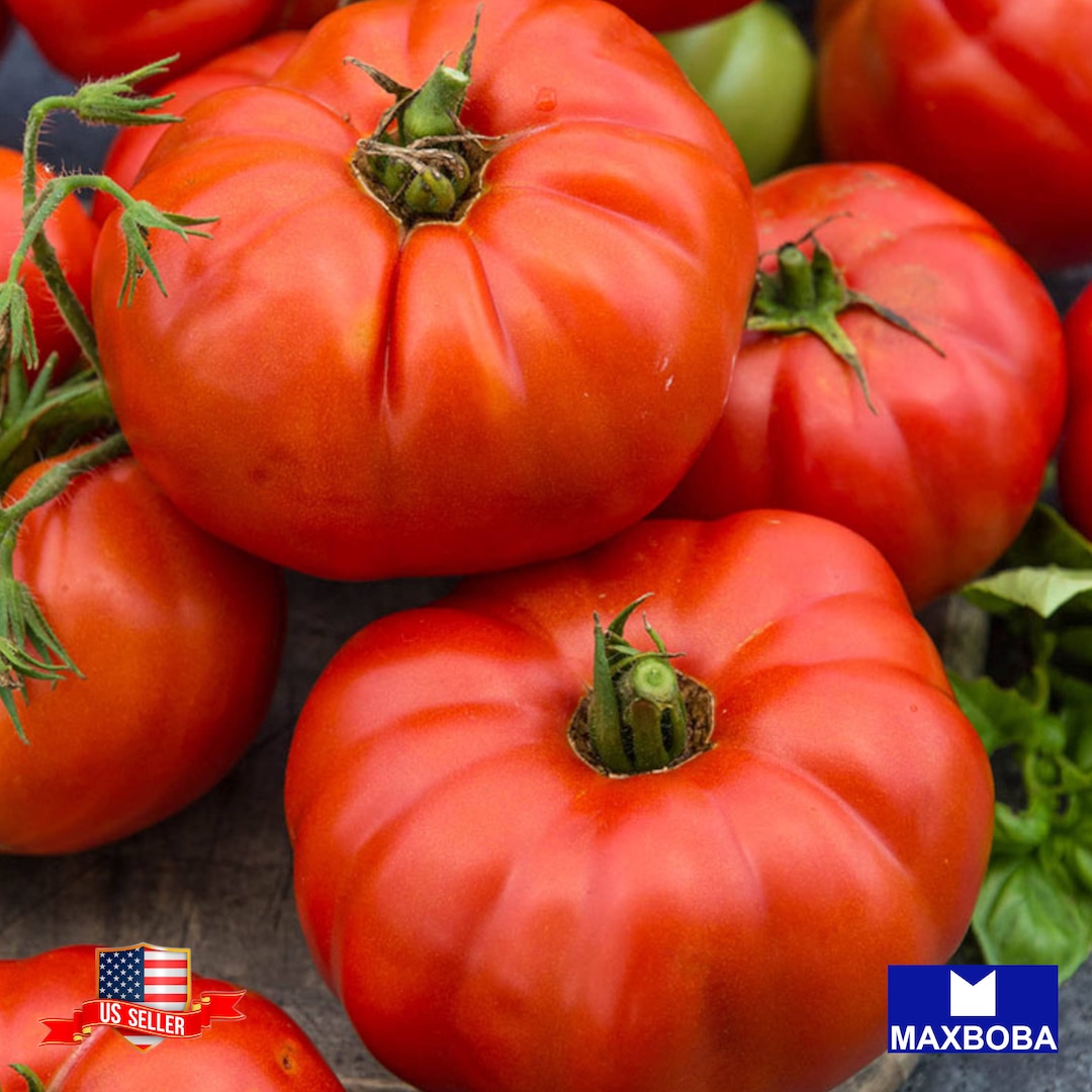Tomato Watermelon Beefsteak 40 Fresh Seeds Heirloom Nongmo Vegetable