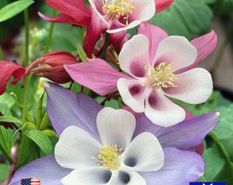 McKanas Giant Aquilegia  Hybrida Columbine 100 Herb Seeds Non-GMO