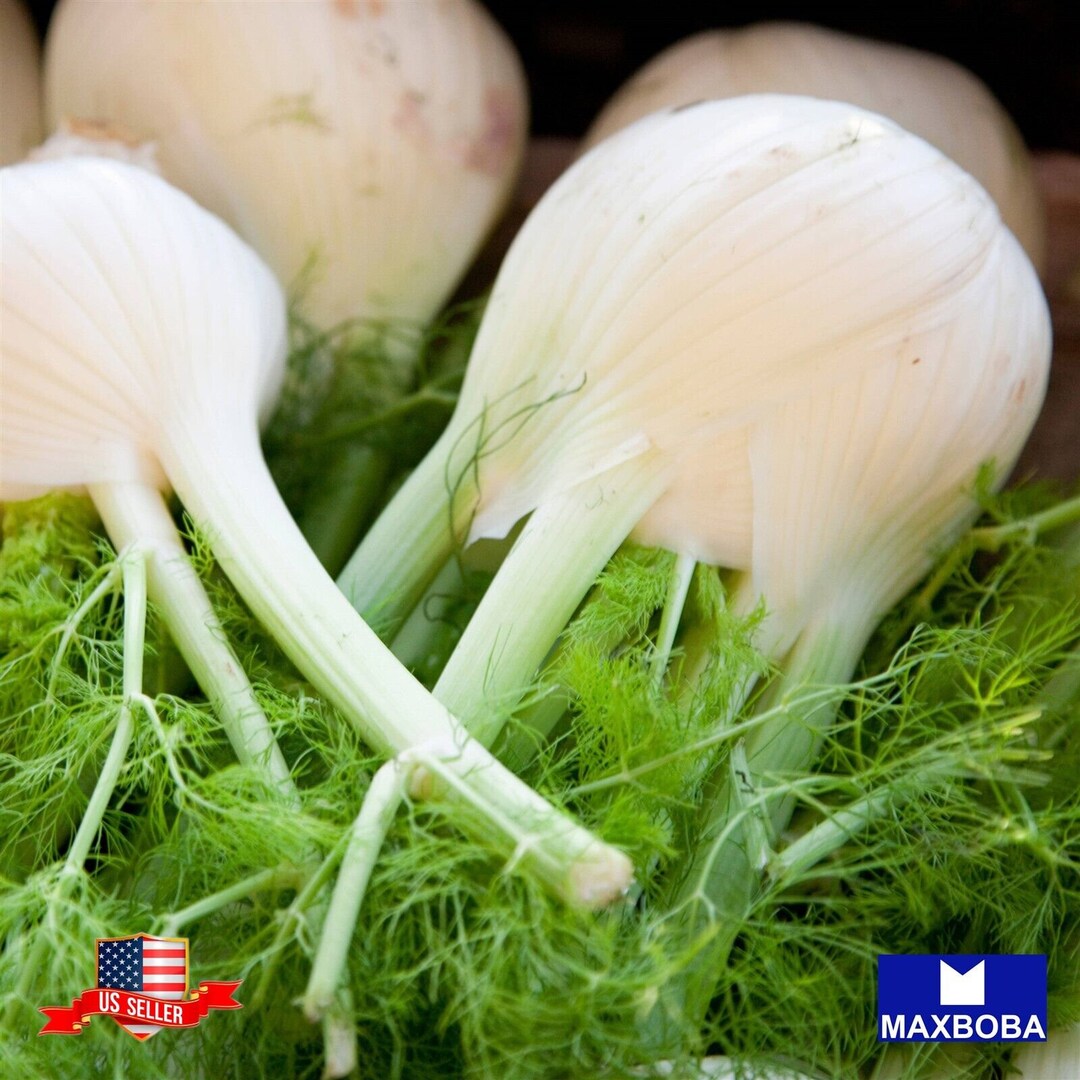Florence Fennel Seeds – Non-GMO Heirloom Vegetable Seeds For Easy Outdoor Garden
