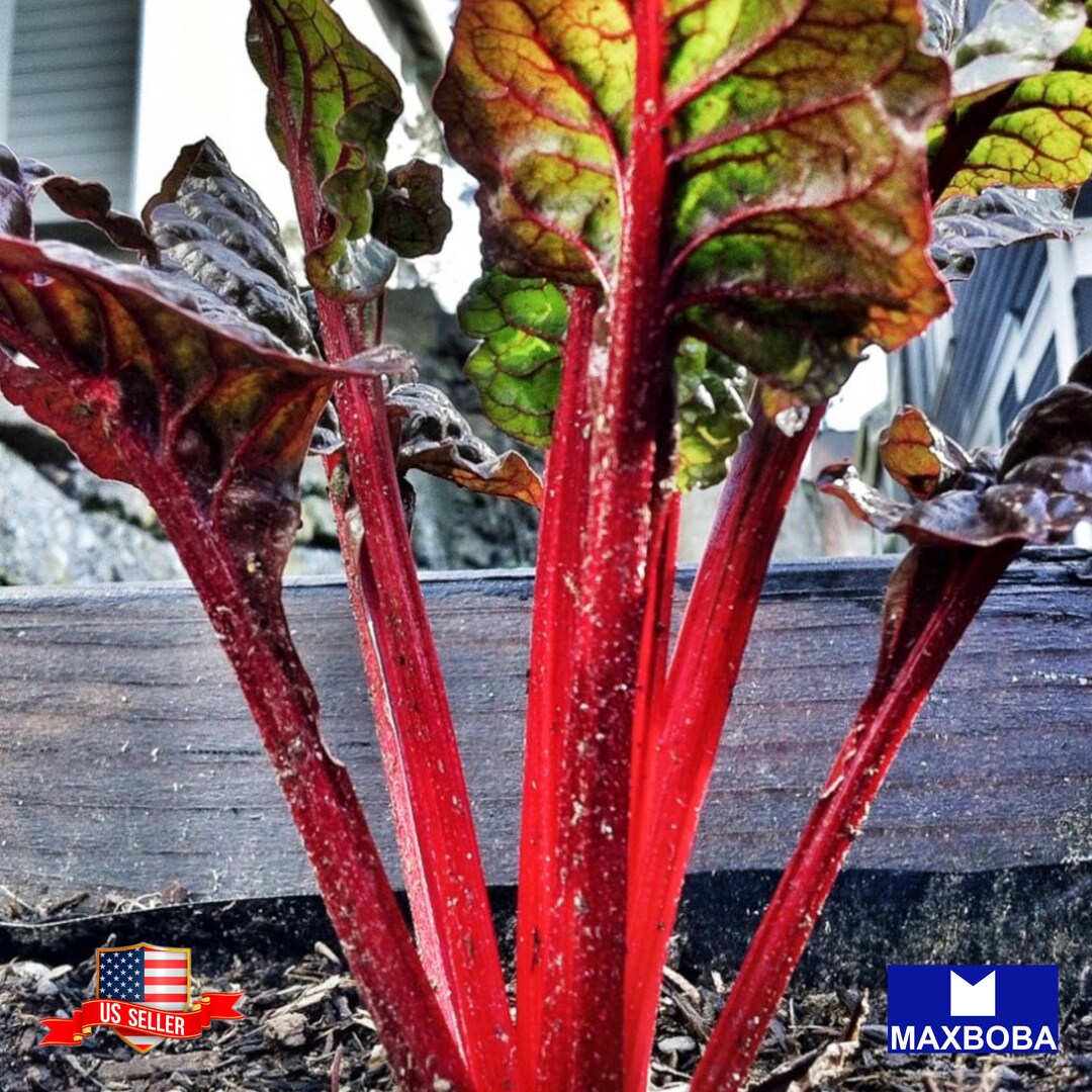Swiss Chard 120 Fresh Seeds Ruby Red Non-gmo Heirloom - Etsy