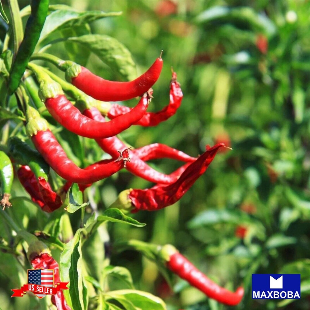 Pepper Hot Cayenne Long Red Thin Organic 140 Seeds Nongmo Etsy