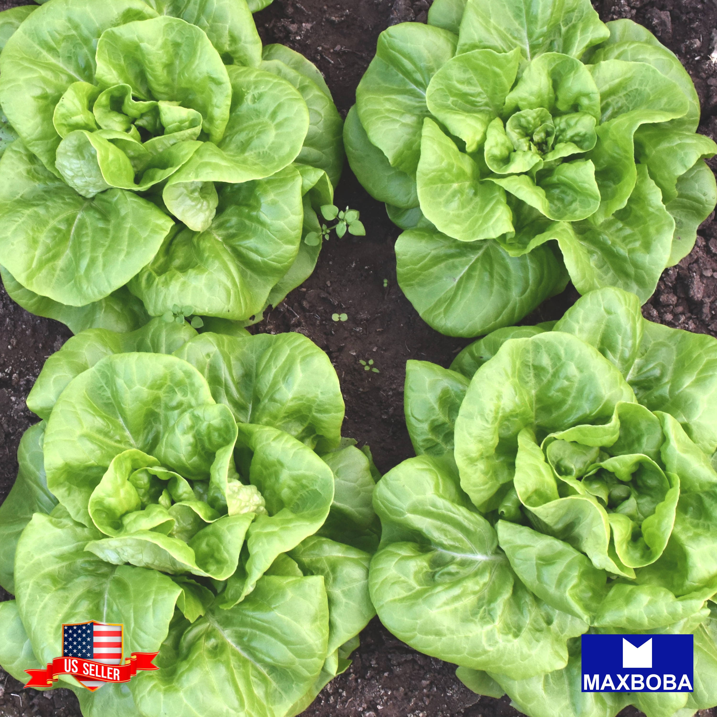 thumbnail image 2 of Maxboba Buttercrunch Lettuce Seeds – Butterhead, Heirloom, Non-GMO, USA Grown, 1g+ 2 of 5