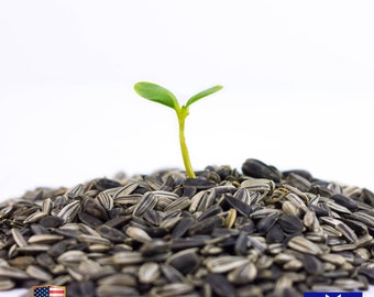 Microgreens Sunflower 20 Seeds Organic  Non-GMO Heirloom
