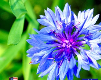 Bachelor Buttons Cornflower Flower 100 Fresh Seeds Non-GMO Heirloom