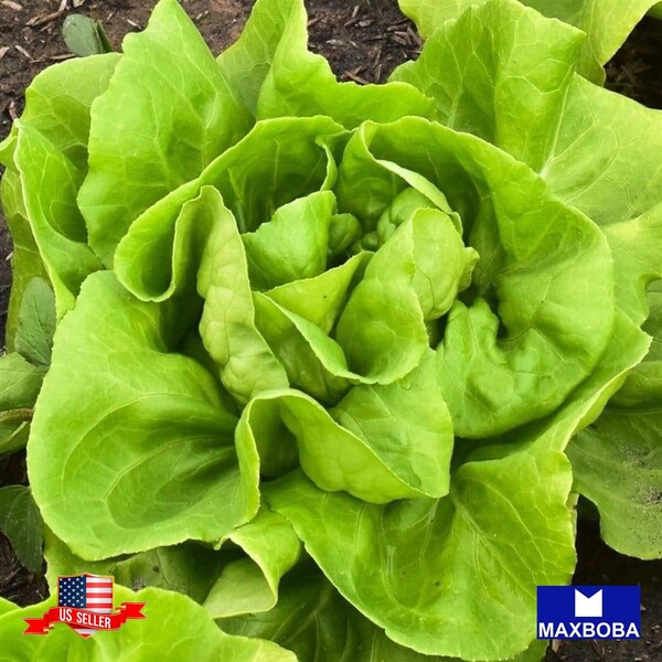 Lettuce Seeds - Butterhead - Buttercrunch /Non-GMO / Heirloom / Vegetable