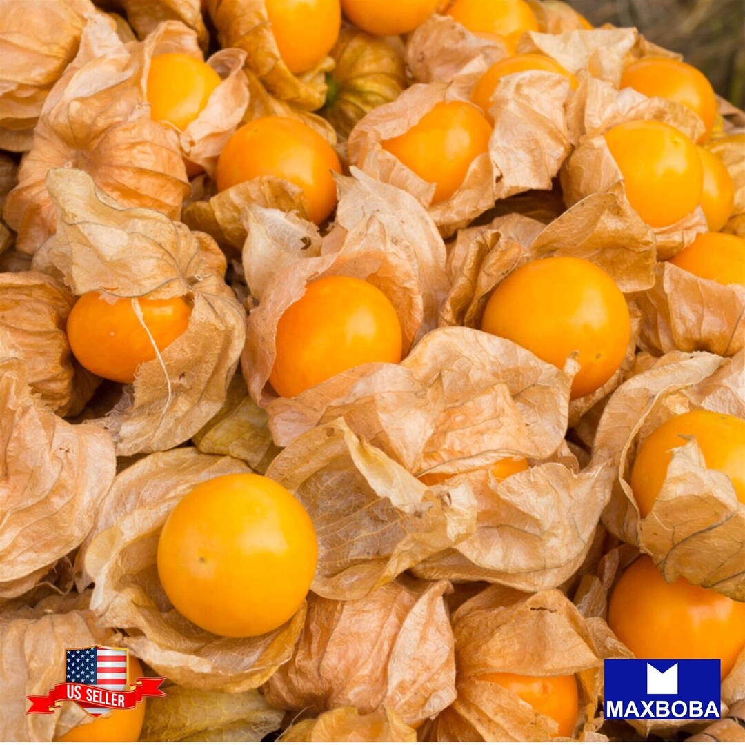 75 Cape Gooseberry Large Fruit Tomatillo Seeds Heirloom Etsy