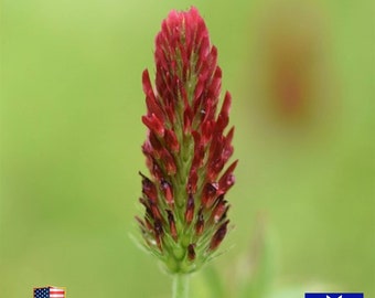 Crimson Clover 1600 Fresh Seeds- Cover Crop  Non-GMO  Heirloom