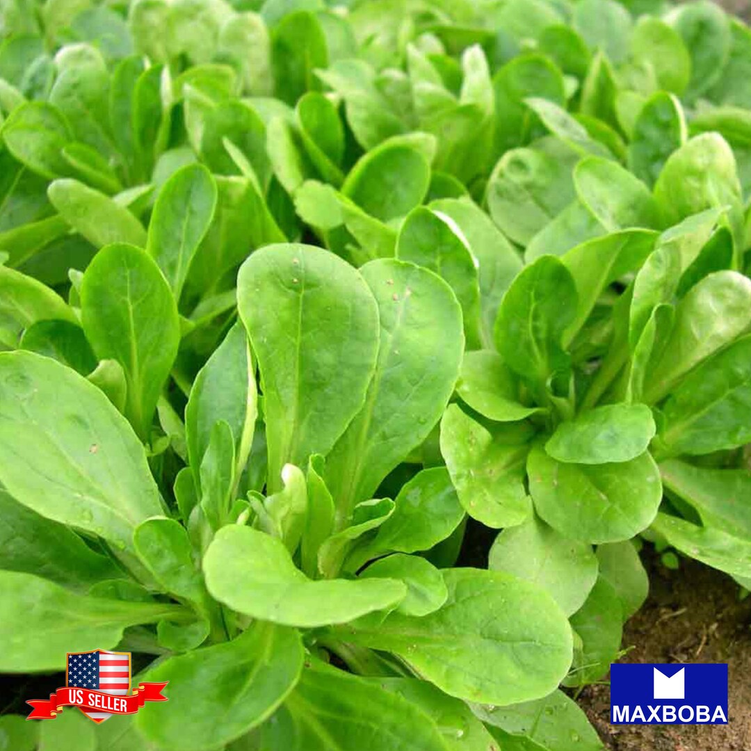 Dutch Corn Salad Seeds – 200+ Broad Leaved Mache (Lamb's Lettuce) Seeds – Fast Growing, Cold Resistant, For Garden & Containers
