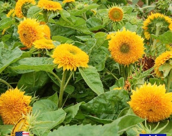Sunflower 100 Seeds - Teddy Bear Non-GMO