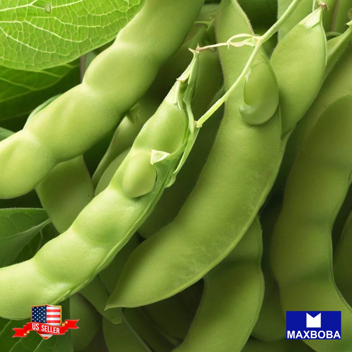 BeSweet Edamame Soy Bean Seeds – USA Non-GMO, Easy To Grow Veggie Seeds For Home Gardeners 10 thumbnail image