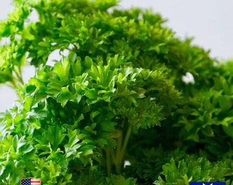 Moss Curled Parsley 500  Seeds Organic Non-GMO Heirloom