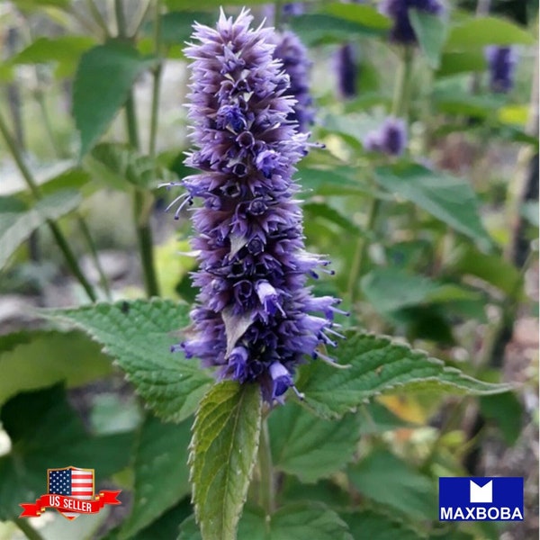 3000 Agastache Seeds Korean Mint Non-GMO Heirloom