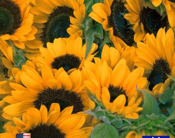 Sunspot Sunflower Seeds Non-GMO