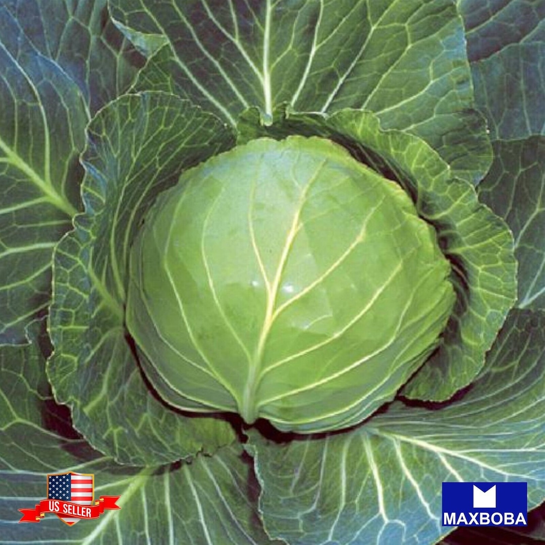 Drumhead Cabbage 225 Fresh Seeds Nongmo Heirloom Vegetable Etsy