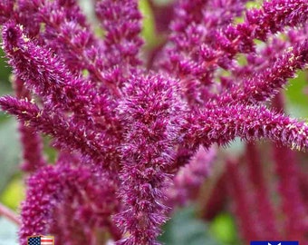 Amaranth Seeds -Amaranthus caudatus Non-GMO Heirloom Garden