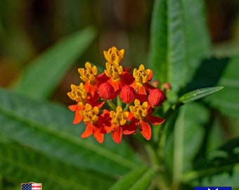 Asclepias Seeds - Butterfly Milkweed Non-GMO