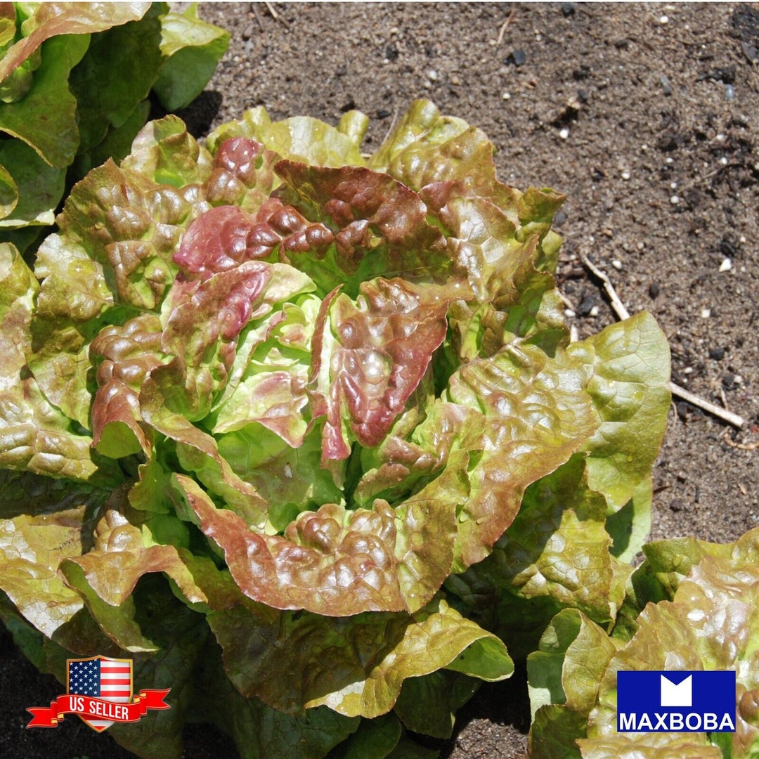 Butterhead Bronze Lettuce 440 Fresh Seeds Nongmo Etsy