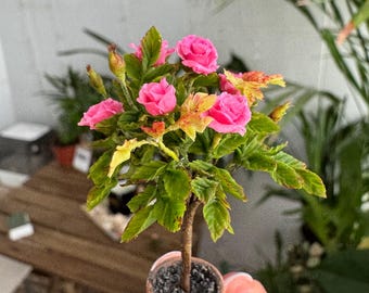 Rosal para casa de muñecas en maceta, Escala 1/12 - POR ENCARGO