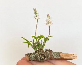 Dollhouse caularthron bilamellatum, miniature orchid, scale 1/12- TO ORDER