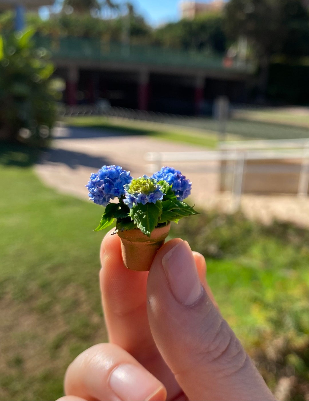 Ortensia, hydrangea, petiolaris: colorati pon pon da majorette in giardino - La