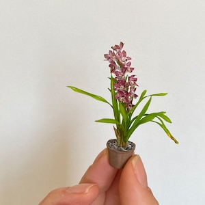 Könnte beinhalten: Eine kleine Orchideenpflanze im Topf mit rosa und weißen Blüten. Die Pflanze steht in einem braunen Topf und wird von einer Hand gehalten.