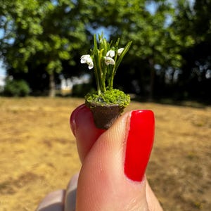 Può includere: Piccolo vaso di bucaneve in miniatura con petali bianchi e foglie verdi. Il vasetto è marrone e riempito di muschio verde. Lo sfondo presenta alberi sfocati e un cielo blu.