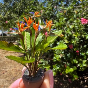 Può includere: Una pianta in vaso in miniatura con diversi fiori di Strelitzia reginae dai petali arancioni vivaci e sepali blu scuro, inserita in un piccolo contenitore arrotondato marrone scuro riempito di materiale grigio testurizzato.