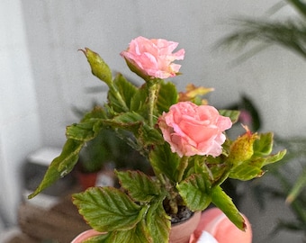 Rosas de casa de muñecas en maceta, Escala 1/12- PARA PEDIR