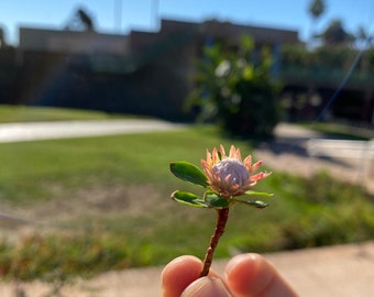 Dollhouse Protea, Scale 1/12 - TO ORDER