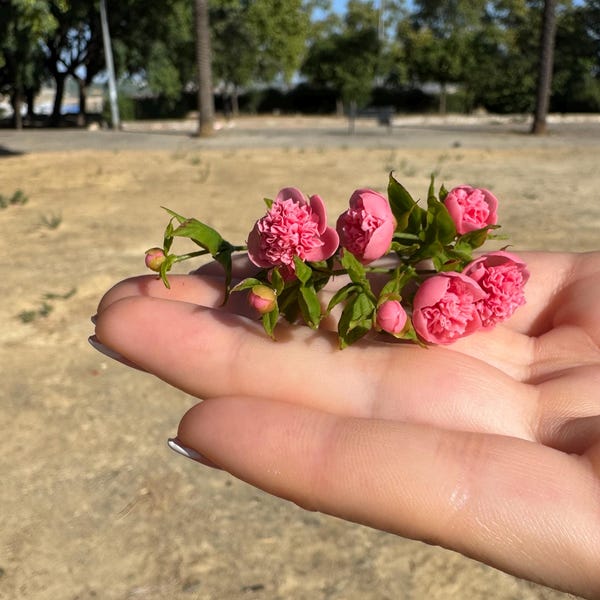 Pivoines pour maison de poupée, échelle 1/12, SUR COMMANDE