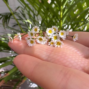Dollhouse Daisy, Scale 1/12, TO ORDER - Etsy