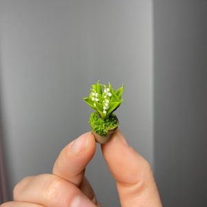 Könnte beinhalten: Eine kleine Topfpflanze mit weißen Blüten und grünen Blättern. Die Pflanze steht in einem kleinen braunen Topf mit grünem Moos.