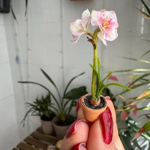 Puppenhaus Amaryllis im Maßstab 1/12 - AUF BESTELLUNG