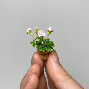 May include: Miniature potted plant with delicate pink flowers and green leaves. The small terracotta pot holds the tiny plant, showcasing a detailed, handcrafted miniature. This item is perfect for dollhouses or miniature displays.