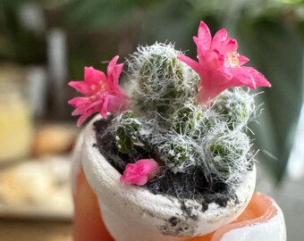 Cactus para casa de muñecas en maceta, Escala 1/12 - PARA PEDIR