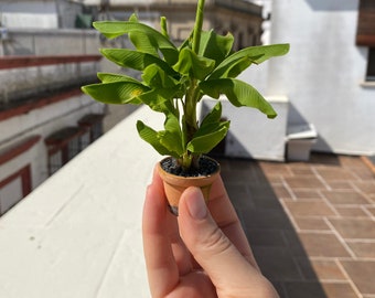 Árbol de plátano para casa de muñecas en maceta, Escala 1/12 - PARA PEDIR