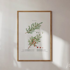 Vintage Pine Tree Botanical Art Print: Holiday Kitchen Decor (Digital Download)