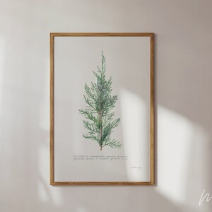 Pine Tree Botanical Art Print: Minimalist Holiday Wall Decor (Digital Download)