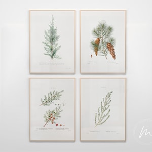 May include: Four botanical illustrations of different types of evergreen trees. The illustrations are in a vintage style with hand-drawn details and Latin names. The trees are Juniperus, Pinus, Cupressus, and Taxus.