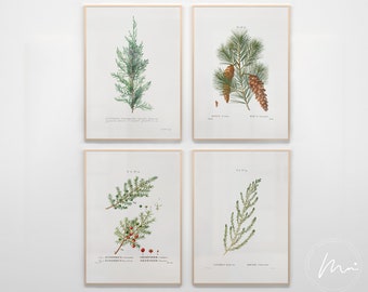 May include: Four botanical illustrations of different types of evergreen trees. The illustrations are in a vintage style with hand-drawn details and Latin names. The trees are Juniperus, Pinus, Cupressus, and Taxus.