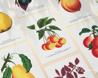 Könnte beinhalten: Ein Satz von Vintage-Botanischen Illustrationen mit verschiedenen Früchten, darunter Birnen, Pflaumen, Kirschen und Pfirsiche. Jede Illustration wird von einer kurzen Beschreibung der Frucht begleitet, einschließlich ihres Namens und einer kurzen Beschreibung ihrer Eigenschaften.