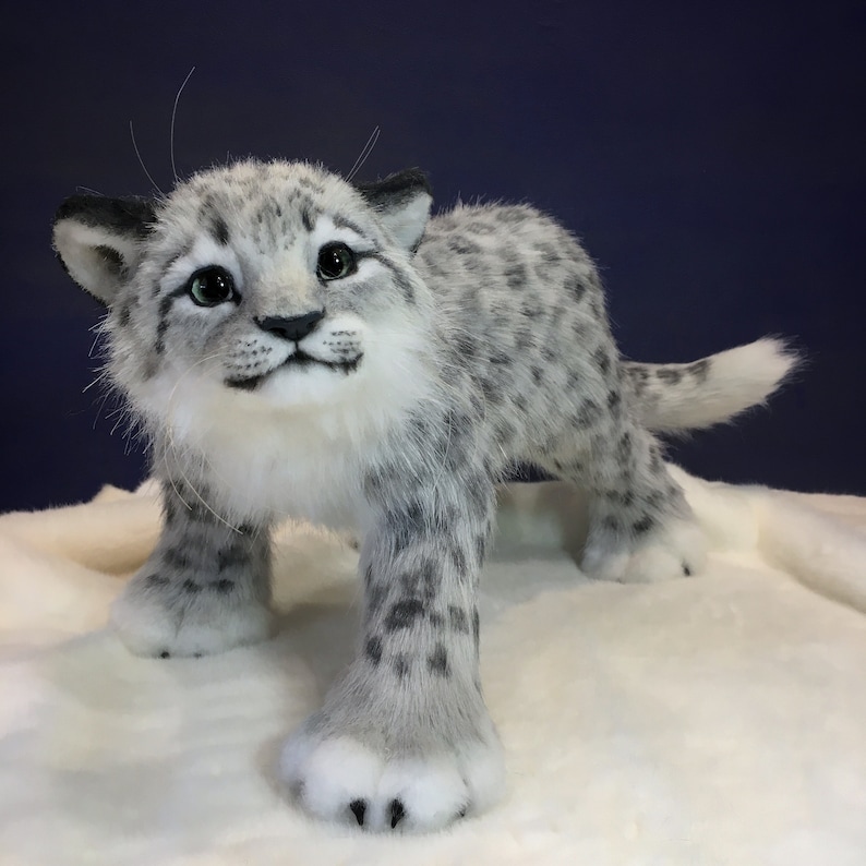 May include: A white and gray snow leopard cub with blue eyes, standing on a white surface. The cub is looking at the camera with a curious expression.