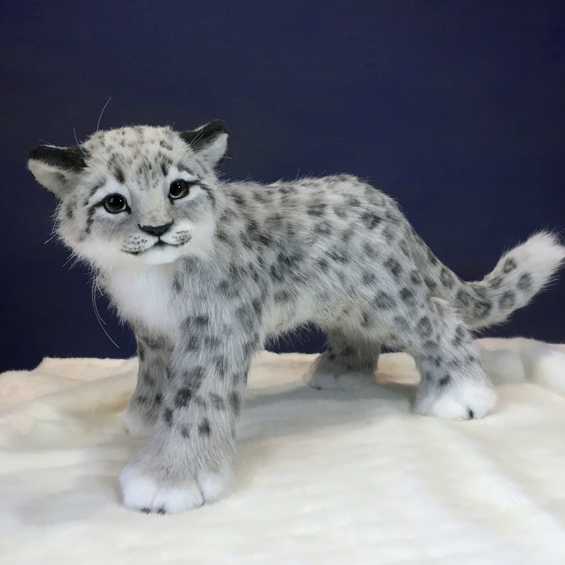 May include: A white and gray snow leopard cub with black spots stands on a white surface. The cub has a white chest and a fluffy tail.