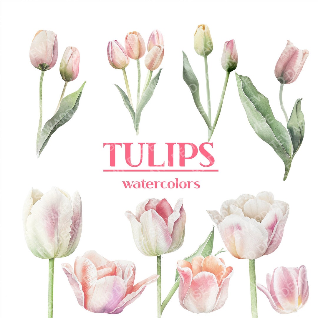 Watercolor Tulips Clipart - White Pink Tulip Flowers and Leaves, Floral ...