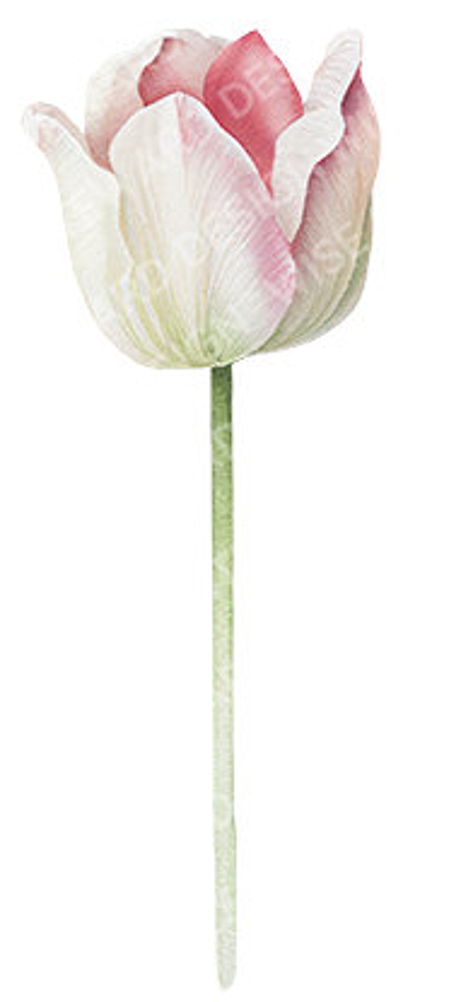 Watercolor Tulips Clipart - White Pink Tulip Flowers and Leaves, Floral ...