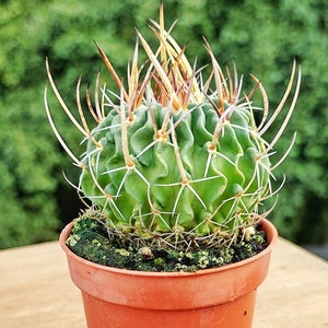 Stenocactus Multicostatus - Cold hardy cactus up to zone 7B