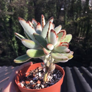 Kalanchoe Tomentosa - Planta orejas de conejo - Planta viva enraizada