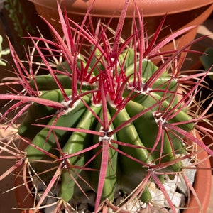 Ferocactus Stainesii - Cold hardy cactus up to zone 8A