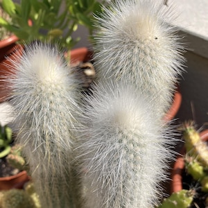 Cleistocactus Strausii - Silver Torch - Cold hardy cactus to USDA zone 8