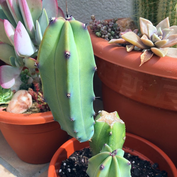 Ejemplar de 2 brazos de Myrtillocactus Geometrizans o Garambullo - Cactus planta viva